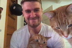 Lewis covered in cats